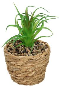 Dekorace Tree Aloe 20cm