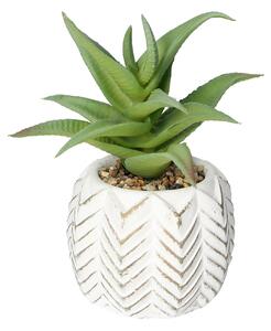 Dekorace Aloes I 14cm