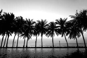 Tapeta západ slunce nad palmami v černobílém