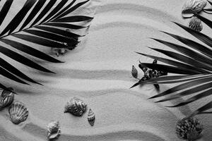 Fototapeta černobílé mušle pod palmovým listem