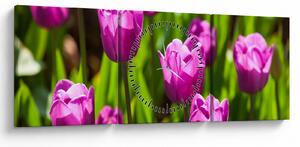 Obraz tulipánů na louce (s hodinami) (90x30 cm)