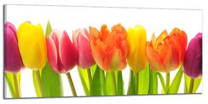 Obraz na stěnu Barevné tulipány