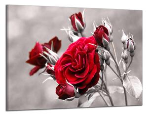 Obraz do obýváku Červená růže