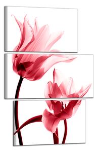 Obraz na zeď Červené tulipány