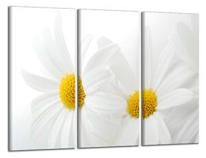 Obraz na zeď Bílé květy