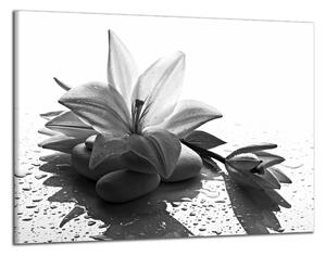 Moderní obraz Černobílý květ