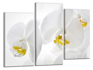 Moderní obraz Bílé a žluté orchideje