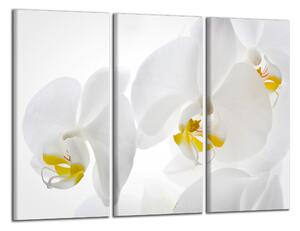 Moderní obraz Bílé a žluté orchideje