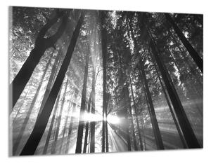 Černobílý obraz na zeď Slunce mezi stromy