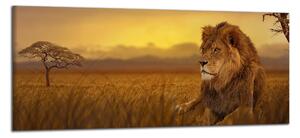 Obraz na plátně Lev na savaně