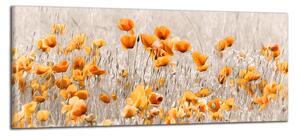 Obraz na plátně Oranžové květy na louce
