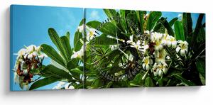 Obraz - Plumerie (s hodinami) (90x30 cm)