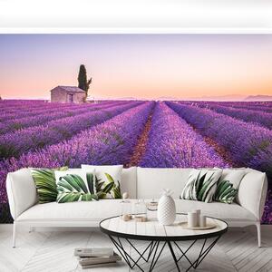 Fototapeta Provence levandule 104x70