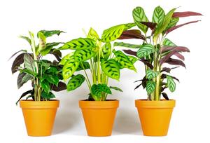 Calathea Mix, průměr 12 cm Kalatea