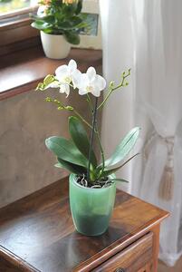 Prosperplast Květináč COUBI ORCHID vysoký bílý transp. mat. 16 cm