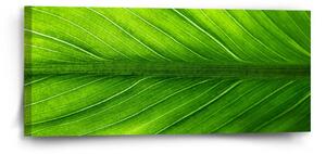 Sablio Obraz List 2 - 110x50 cm