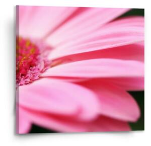 Sablio Obraz Růžová gerbera - 110x110 cm