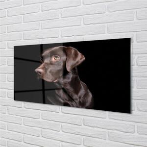 Obraz na skle hnědý pes 100x50 cm
