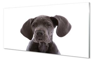 Obraz na skle hnědý pes 125x50 cm