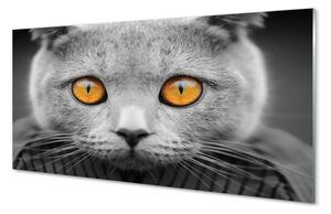 Obraz na skle Šedá Britská kočka 100x50 cm