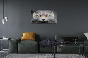 Obraz na skle Šedá Britská kočka 100x50 cm