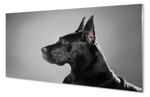 Obraz na skle Černý pes 100x50cm