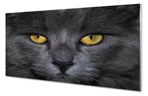 Obraz na skle Černá kočka 100x50cm
