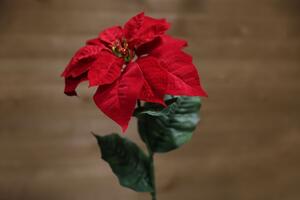 Červená vánoční růže na stonku 65cm