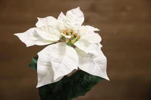 Bílá vánoční růže na stonku 65cm
