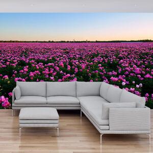 Fototapeta - Louka fialových tulipánů (245x170 cm)