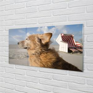Obraz na skle Hnědý pes beach 100x50 cm