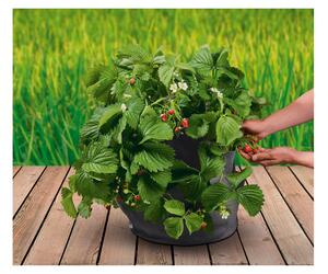 PARKSIDE® Vak na pěstování jahod / brambor / univerzální (vak na pěstování jahod, černá) (100372058001)
