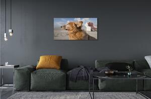 Obraz na skle Hnědý pes beach 100x50 cm