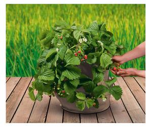 PARKSIDE® Vak na pěstování jahod / brambor / univerzální (vak na pěstování jahod, béžová) (100372058002)