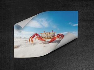 Plakát - červený krab na písečné pláži FeelHappy.cz Velikost plakátu: A4 (21 × 29,7 cm)