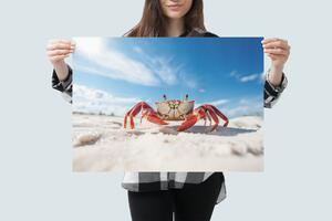 Plakát - červený krab na písečné pláži FeelHappy.cz Velikost plakátu: A3 (29,7 × 42 cm)