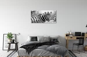 Obraz na skle retro zebra 100x50 cm