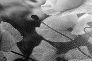 Obraz krásné pole vlčích máků v černobílém provedení