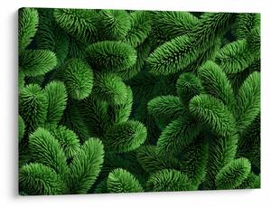 Obraz - Větvičky jehličnanu (70x50 cm)