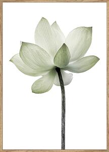 TIŠTĚNÉ OBRAZY NA PLÁTNĚ, květiny, 51,2/71,2 cm Monee - Umělecký tisk