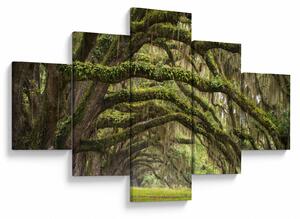 Obraz - Oaks Avenue, Charleston, Jižní Karolína, USA (125x70 cm)