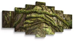 Obraz - Oaks Avenue, Charleston, Jižní Karolína, USA (210x100 cm)