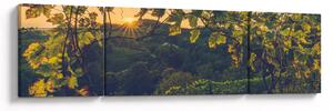 Obraz - Vinice (170x50 cm)