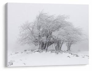 Obraz - Bílá zima (70x50 cm)