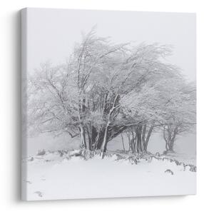 Obraz - Bílá zima (30x30 cm)