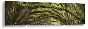Obraz - Oaks Avenue, Charleston, Jižní Karolína, USA (170x50 cm)