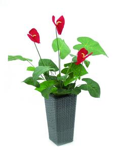 Toulitka, 3 květy, 71 cm