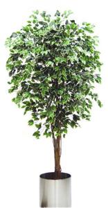 Umělý strom Fikus panašovaný - přírodní kmeny, 180cm
