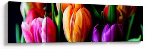 Obraz tulipánů na černém pozadí (170x50 cm)
