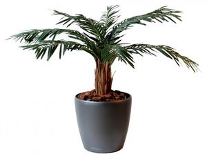 Umělá palma Cycas - přírodní kmen, 80cm